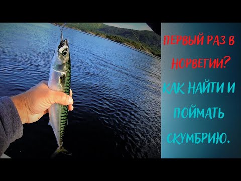 Видео: ПЕРВЫЙ РАЗ В НОРВЕГИИ? Как быстро найти и поймать скумбрию.