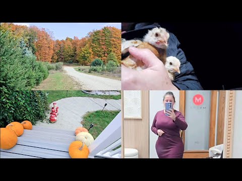 Видео: БУДНИ СЕЛЬЧАНКИ. ЦЫПЛЯТ БРОСИЛА МАМА. БОЛЬШИЕ ПОСЫЛКИ. 