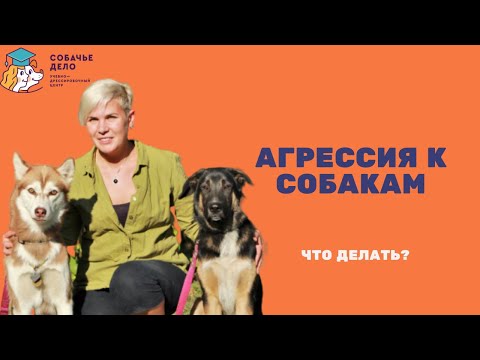 Видео: Агрессия к собакам. Что делать?