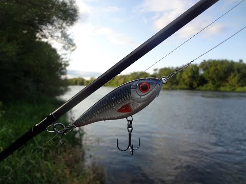 Видео: Глухолетье и рыбьи забастовки