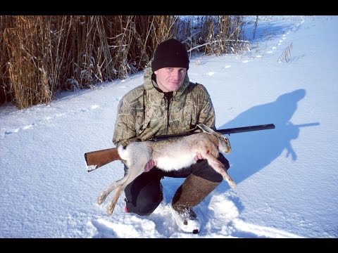 Видео: Охота на зайца. Первое тропление сезона 2016 - 2017. Иж-43