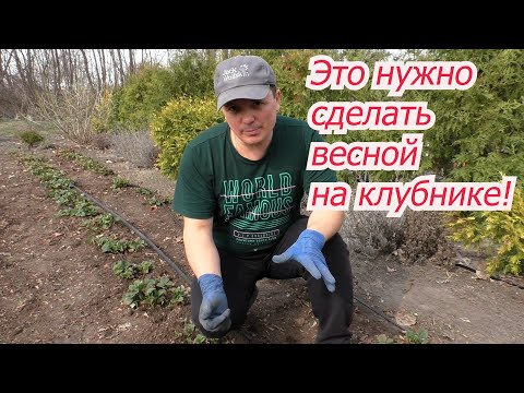 Видео: Первые работы на клубнике ранней весной- что делаем в первую очередь.