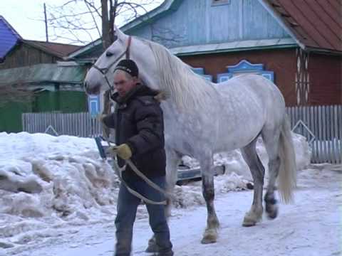 Видео: Конеферма Волкова -1