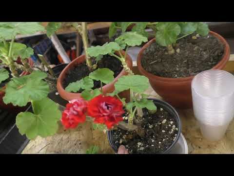 Видео: Черенкование розебудной пеларгонии и укоренение черенков с корицей