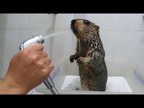 Видео: Сурок разозлился, когда его посадили в ванну