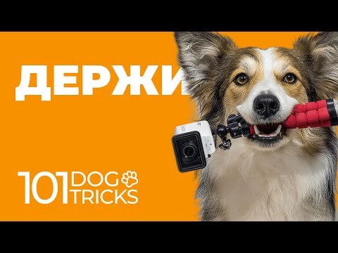 Видео: Как научить собаку команде Держи 🐩 Удержание предмета в зубах