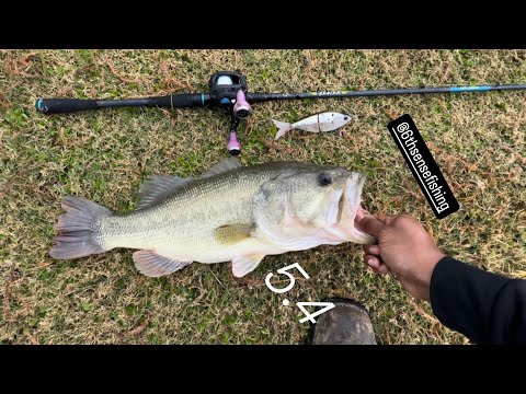 Видео: Гигантский окунь для ловли в маленьком пруду (удилище 6th sense и свимбейты) Shimano SLX DC #рыба...
