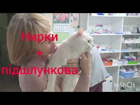 Видео: Допомога  тваринам 