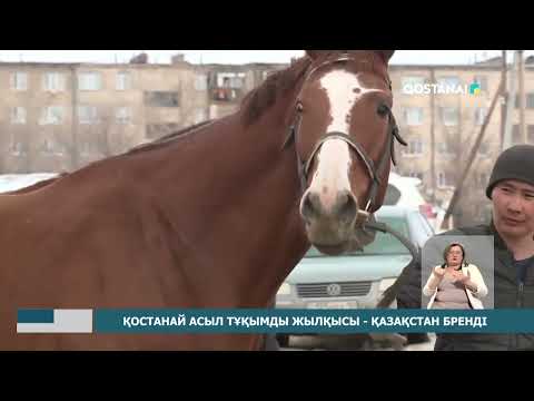 Видео: Қостанай асыл тұқымды жылқысы   қазақстан бренді