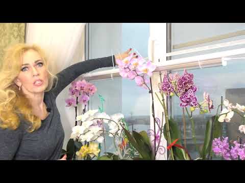 Видео: Спасаем орхидеи от солнца!🌞 Как притенить западное окно?! Легко🌺