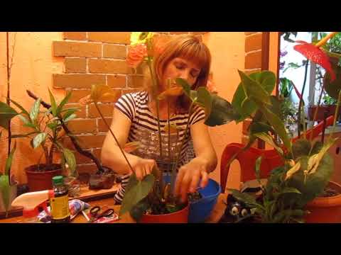 Видео: КАК ПЕРЕСАДИТЬ АНТУРИУМ С МАГАЗИНА ? И ВСЕ ЕГО СЕКРЕТЫ . В ГОСТЯХ У ЕЛЕНЫ .