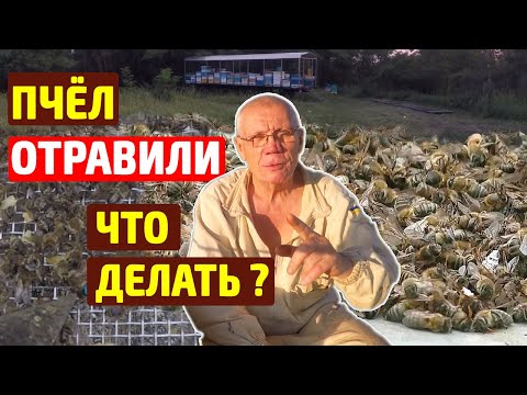Видео: Пчел отравили. Помощь пчелам после потравы. Что делать в улье?