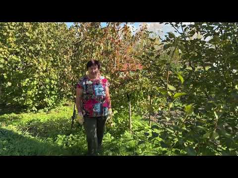 Видео: ЧЕМ ОБРАБОТАТЬ ДЕРЕВЬЯ ПОСЛЕ ПЛОДОНОШЕНИЯ