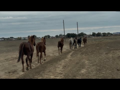 Видео: ЧУЖАК ВМЕШАЛСЯ В ЗАГОН ТАБУНА: НАДЕЛИ ЗАБЫВШЫЙ GPS-ТРЕКЕР
