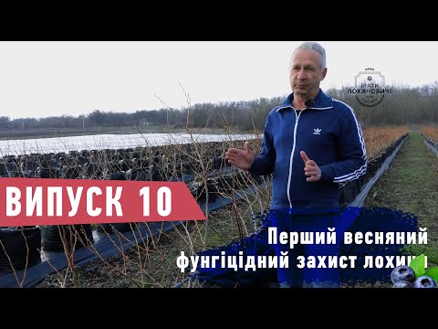 Видео: Перший весняний фунгіцідний захист лохини