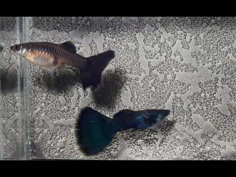 Видео: СИНИЕ и ЗЕЛЕНЫЕ МОСКОВСКИЕ ГУППИ