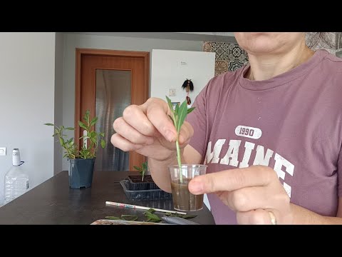 Видео: Хормон за вкореняване на резници с натурални съставки.