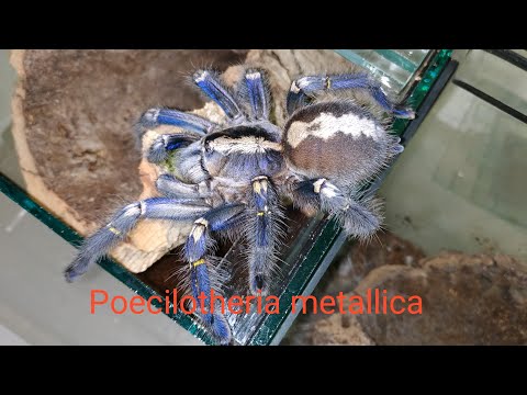 Видео: Кокон у одного из самых красивых видов пауков птицеедов Poecilotheria metallica