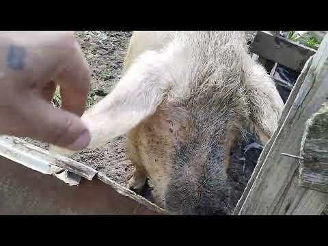 Видео: Всё конец поросятам (свиньям)