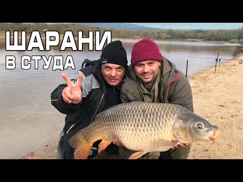 Видео: Шарани в студа / Winter carp
