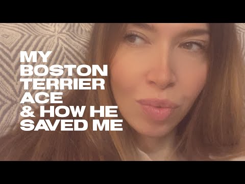 Видео: как собаки меняют жизнь? @bosston_ace 🩷