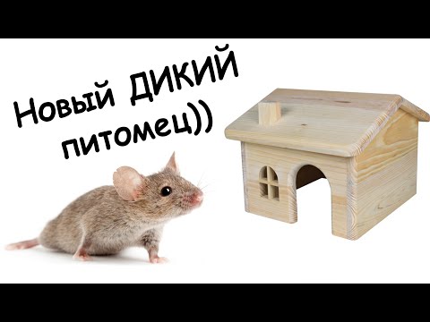 Видео: Новый питомец, спас ДИКОГО мышонка  !!!