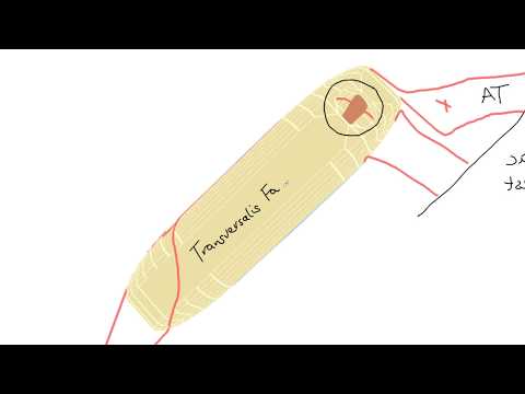 Видео: 3D-тур по паховому каналу