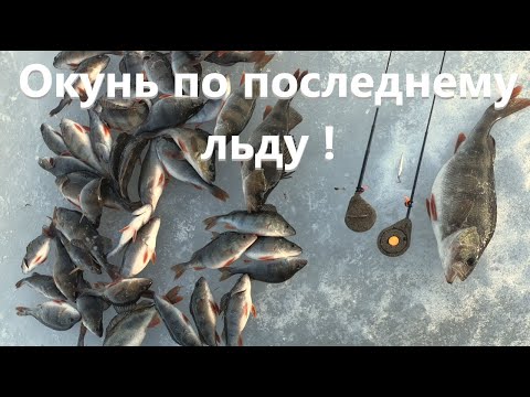Видео: Последний лед. Окунь на блесну по последнему льду.
