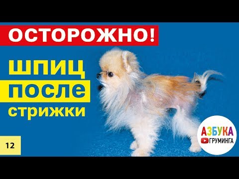 Видео: Короткая стрижка шпица - последствия! Секреты домашнего ухода за шпицами