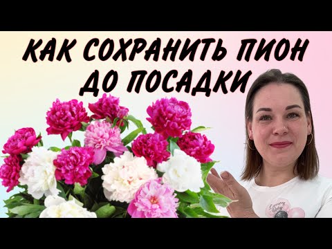 Видео: КАК СОХРАНИТЬ ПИОН ДО ПОСАДКИ