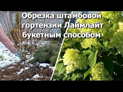 Видео: Обрезаем штамбовую гортензию Лаймлайт букетным способом | Обрезка штамба гортензии Limelight