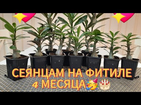 Видео: АДЕНИУМАМ НА ФИТИЛЕ 4 МЕСЯЦА🥰. СНИМАЮ ВСЕХ С ФИТИЛЬНОЙ СИСТЕМЫ. ДАЛЬШЕ САМИ😀.