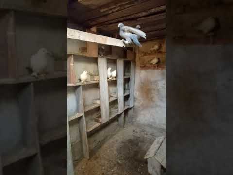 Видео: Почему сохнут голуби?