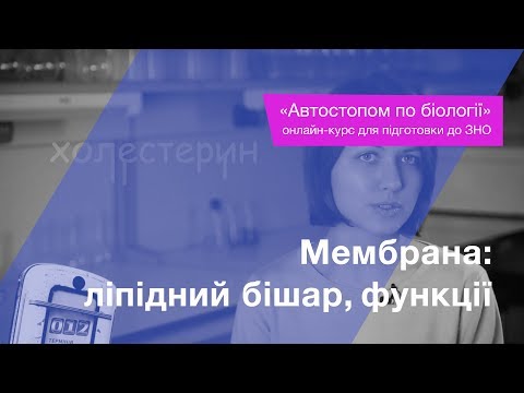 Видео: Мембрана: ліпідний бішар, функції мембрани – Підготовка до ЗНО – Біологія