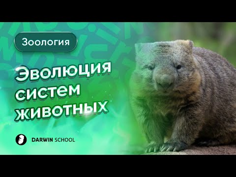 Видео: Тема №8: Эволюция систем животных