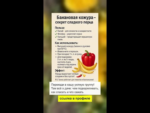 Видео: Чем подкормить перцы, чтобы были сладкие и сочные?