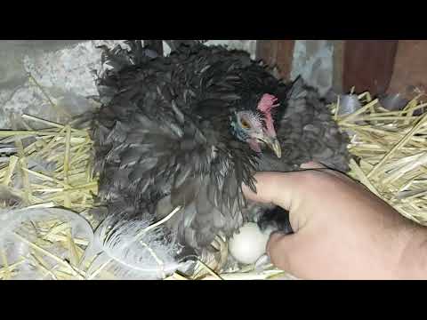 Видео: шишка  опять с цыплятами)) индюки напали на пушинку!!!