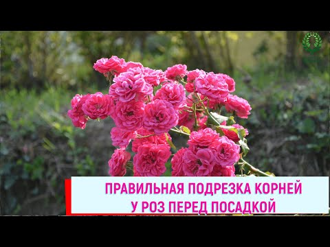 Видео: Правильная подрезка корней у роз перед посадкой. Питомник 🌹 и 🌲 Е. Иващенко