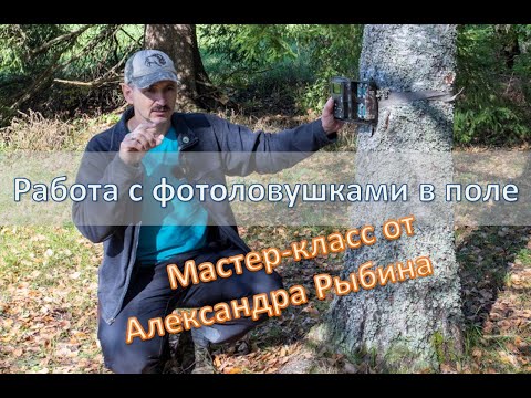 Видео: Работа с фотоловушками в поле. Мастер-класс Александра Рыбина.