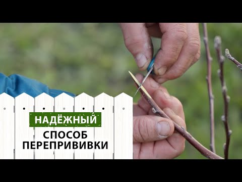 Видео: Один из ЛУЧШИХ методов перепрививки - улучшенная копулировка