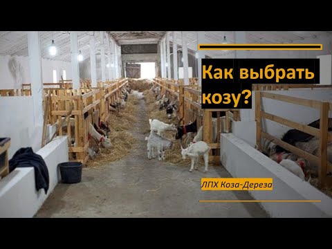 Видео: Как выбрать козу? Мое личное мнение об этом....