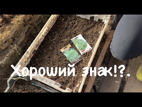 Видео: 146. Выжившие и погибшие. Капуста в ящике. Пикировка колечком. Стрижка деревьев. Поилка без помёта.