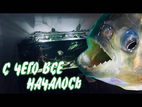 Видео: ПИРАНЬИ НАТТЕРЕРА.  С чего все начиналось и какие изменения произошли за 2 года.