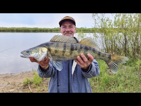 Видео: Припять в мае 2025. Судак ест все подряд. Рыбалка в Беларуси.