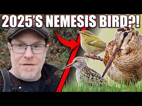 Видео: Птица, которая продолжает меня побеждать... | И неожиданная американская редкость!