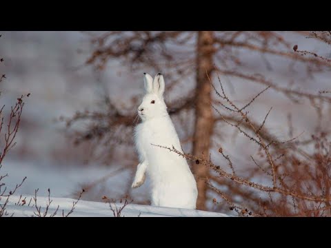 Видео: ОХОТА НА ЗАЙЦА 03.12.2023