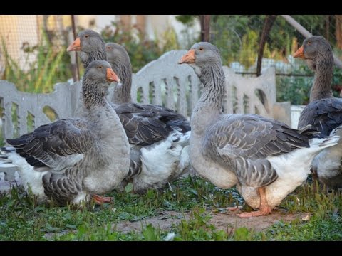 Видео: Тулузская порода гусей в хозяйстве Игоря Лунина. Экспедиция по гусеводческим хозяйствам №2.