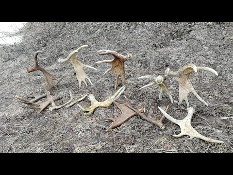 Видео: ПОИСК РОГОВ ЛОСЯ ШИКАРНЫЕ НАХОДКИ .РОГОВ КАК ГРЯЗИ 👍