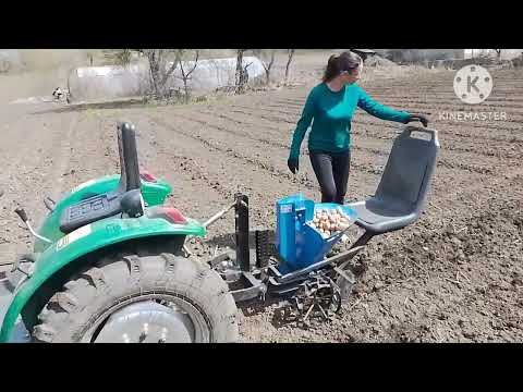 Видео: Высадка картофеля минитрактором с картофелесажалкой от мотоблока.