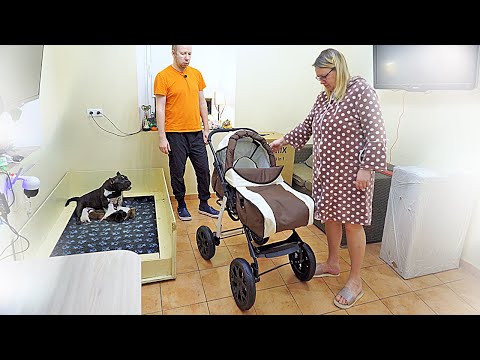 Видео: Беременная жена, муж и собака выбирают коляску! Китайская или Польская? Tomix или Alis?